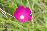 Woodland poppymallow